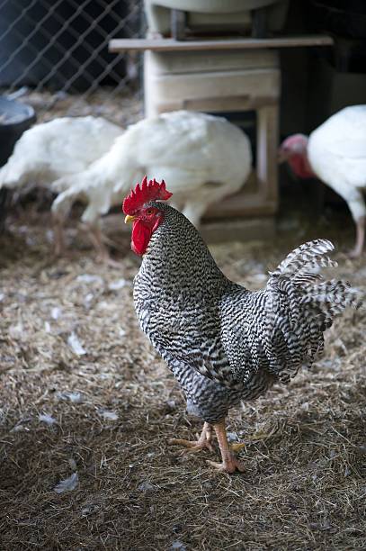 Barred Plymouth Rock rooster or cockerel stock photo