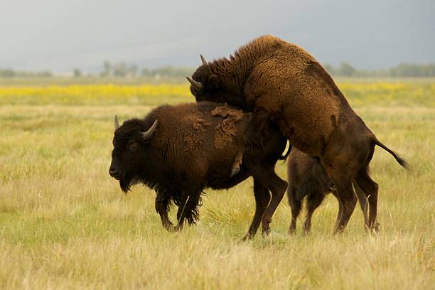 Mating free range American bison, CO, US stock photo