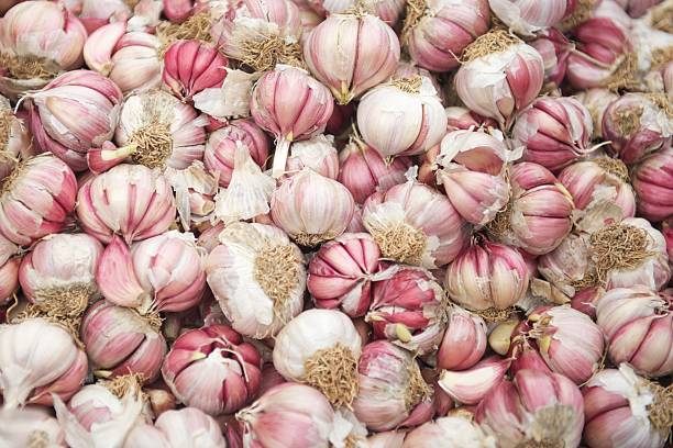 Bulbs or heads of garlic stock photo