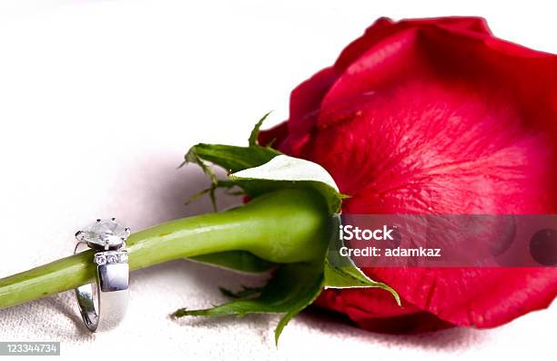 링 로즈 0명에 대한 스톡 사진 및 기타 이미지 - 0명, 꽃 한송이, 꽃-식물