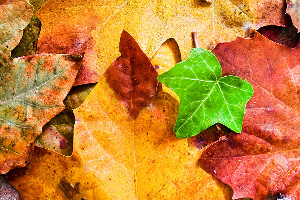 Beautiful colored leaves