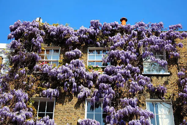 Georgian terraced town houses in London's, Chelsea, England covered in beautiful wisteria sinensis