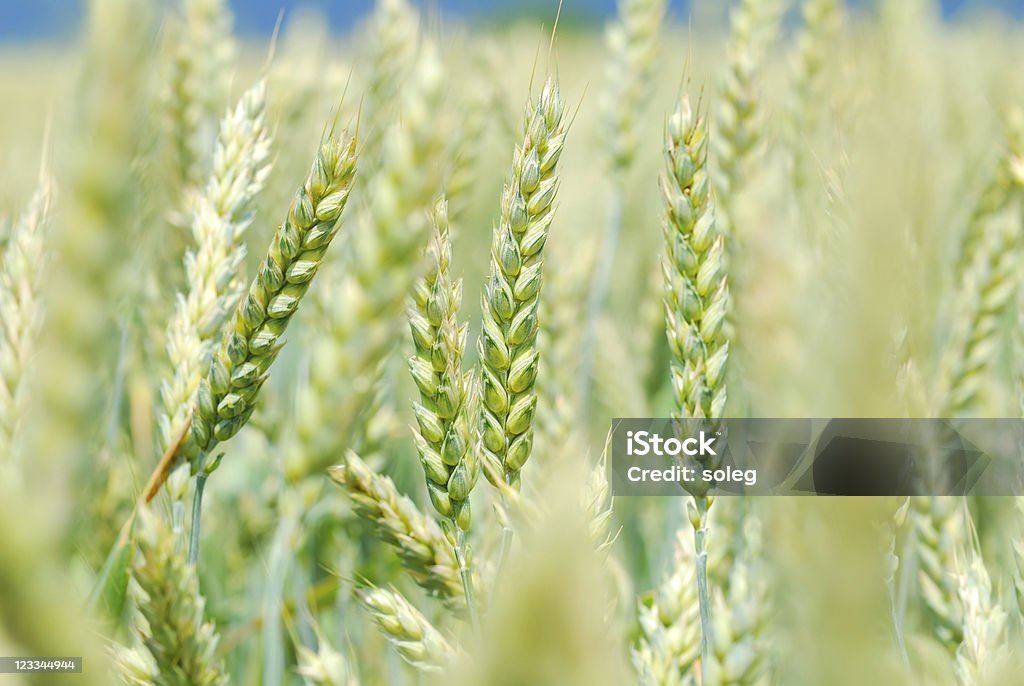 Campo verde di wheaten rivestito e molle - Foto stock royalty-free di Agricoltura