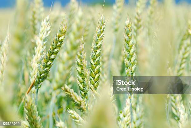 Campo Verde Di Wheaten Rivestito E Molle - Fotografie stock e altre immagini di Agricoltura - Agricoltura, Ambientazione esterna, Appuntito