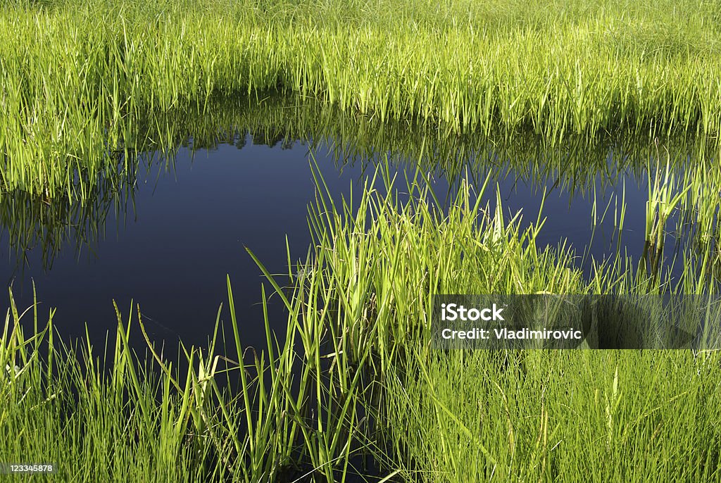 Reed-Sumpf - Lizenzfrei Baum Stock-Foto