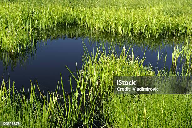 Reedsumpf Stockfoto und mehr Bilder von Baum - Baum, Blatt - Pflanzenbestandteile, Blau