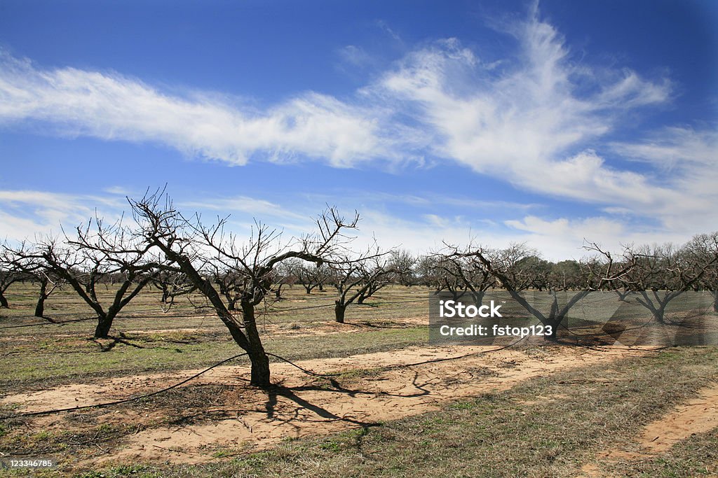 Vinyard dans la région du Texas Hill Country - Photo de Texas libre de droits