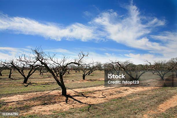 Vinyard 텍사스 힐 컨트리 텍사스에 대한 스톡 사진 및 기타 이미지 - 텍사스, 포도밭, 덩굴