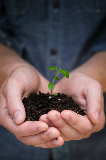 istock Gardener Holding a Lemon Balm Seedling in Hands 1233471023