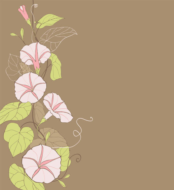 convolvulus vector art illustration