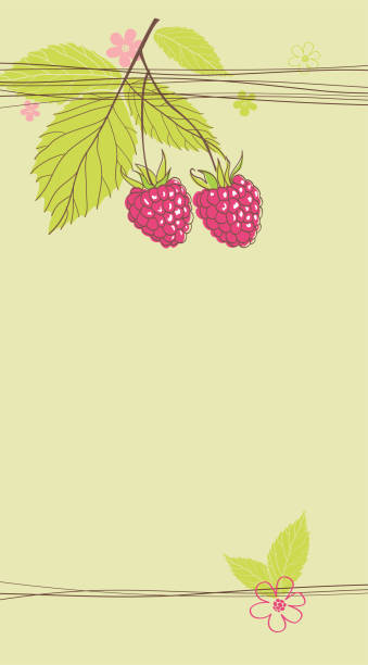Raspberry vector art illustration