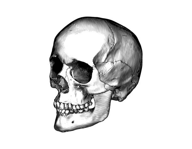 Engraving human skull perspective view illustration isolated on white BG Monochrome black vintage engraved drawing human skull close jaw perspective side view vector biology illustration isolated on white background sphenoid bone stock illustrations