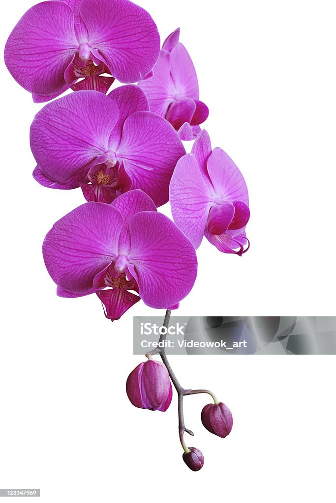 Orchidee auf Weiß - Lizenzfrei Ast - Pflanzenbestandteil Stock-Foto