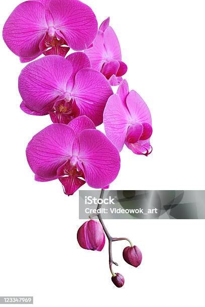 Orchidee Auf Weiß Stockfoto und mehr Bilder von Ast - Pflanzenbestandteil - Ast - Pflanzenbestandteil, Baumblüte, Blume