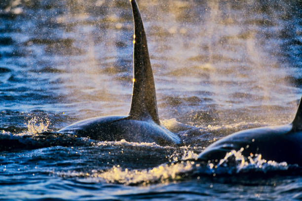 Whale watching off the coast of Vancouver: A thrilling experience observing Orcas in their natural habitat, featuring majestic marine mammals, scenic ocean views, and the excitement of spotting wildlife.