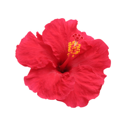 A solitary close-up image of a vibrant hibiscus flower.  The flower is a bright red color, set against a white background.  The hibiscus features five delicate petals a stamen, a style and a stigma. The stamen has bright yellow filaments.