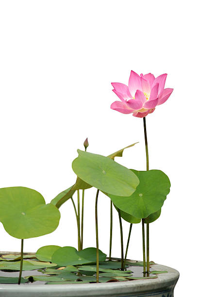 istock Lotus flower isolated in white 123348089