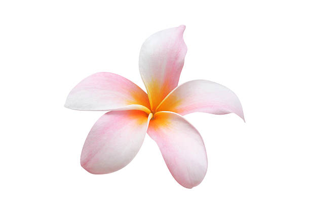 istock Beautiful yellow, pink, and white single Frangipani flower 123348093