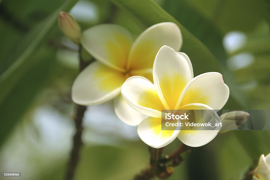 С франжипани plumeria - Стоковые фото Балийская культура роялти-фри