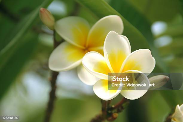 С Франжипани Plumeria — стоковые фотографии и другие картинки Балийская культура - Балийская культура, Плюмерия, Бали