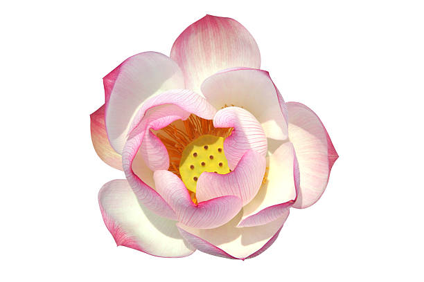 Lotus flower isolated on white background stock photo