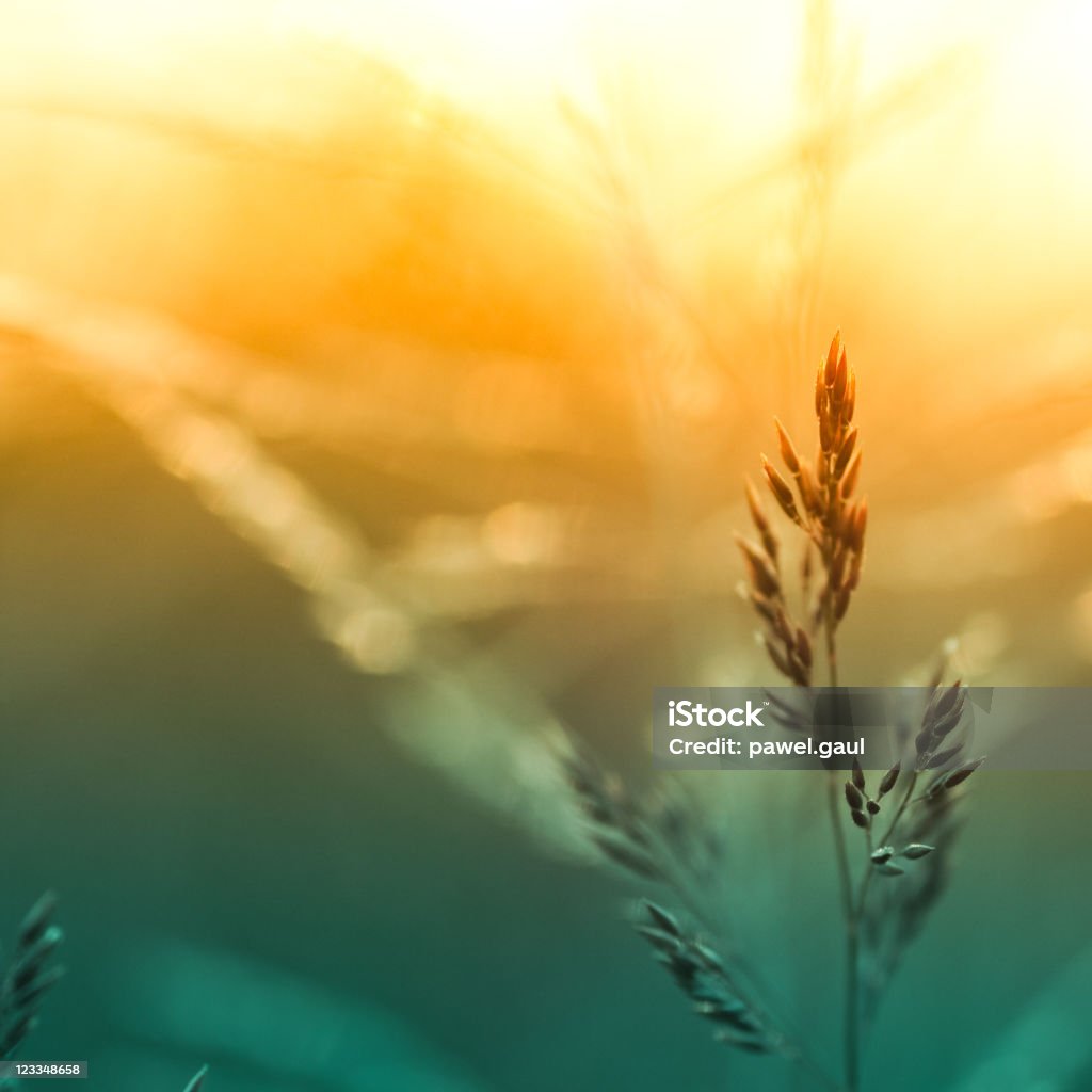 Silhouette of wildflowers in meadow during sunset Silhouette of wildflowers in meadow during sunrise Agricultural Field Stock Photo