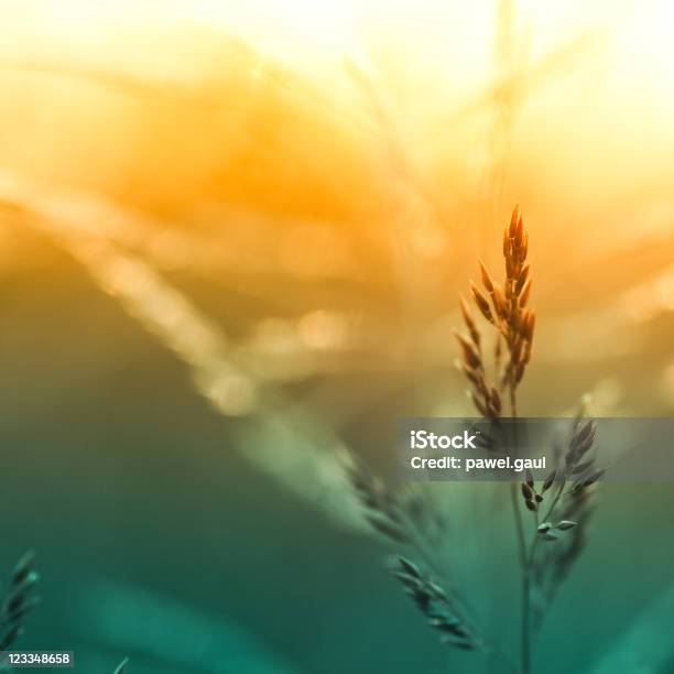 Silhouette Of Wildflowers In Meadow During Sunset Stock Photo - Download Image Now - Agricultural Field, Autumn, Back Lit