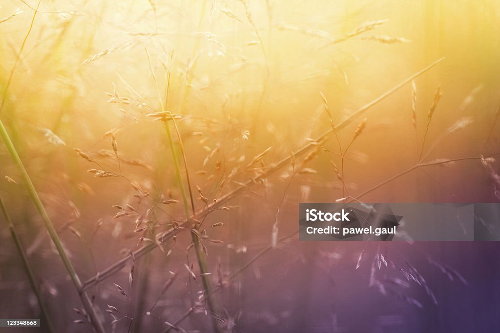 Silueta de las flores silvestres en prado durante el amanecer y la puesta de sol - Foto de stock de Desenfocado libre de derechos
