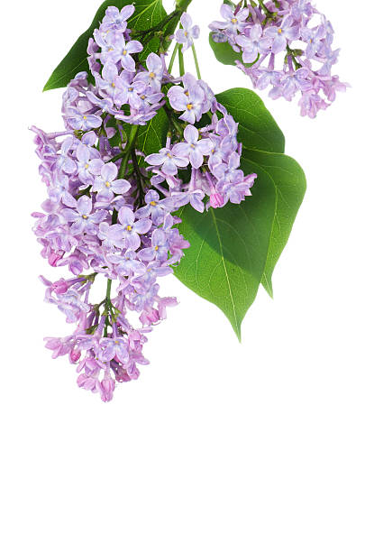 istock Beautiful lilac isolated on white background 123349036