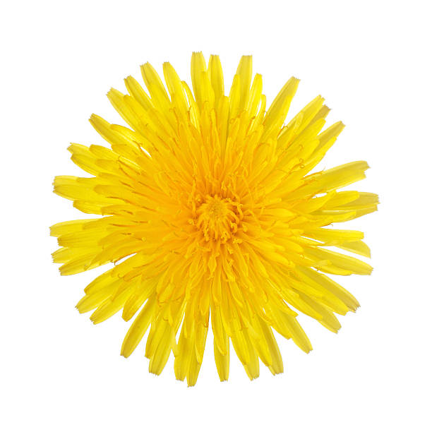 istock Yellow dandelion isolated on a white 123349053
