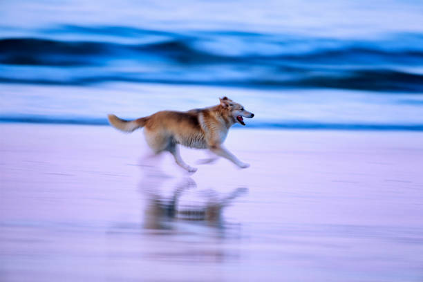 Dog running along the shoreline of Pacific Rim National Park on Vancouver Island, British Columbia