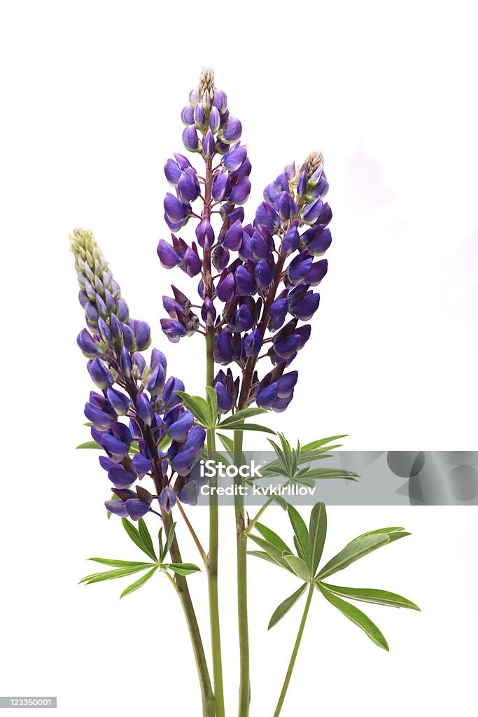 Purple Lupine Flowers On White Closeup of purple lupines with long stem on white background Blue Stock Photo