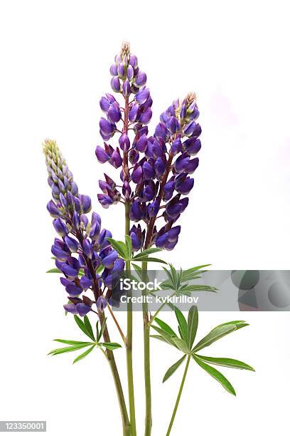 Purple Lupine Flowers On White Stock Photo - Download Image Now - Blue, Bouquet, Color Image
