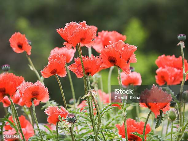 Photo libre de droit de Pavot Oriental banque d'images et plus d'images libres de droit de Beauté de la nature - Beauté de la nature, Botanique, Bouton de fleur