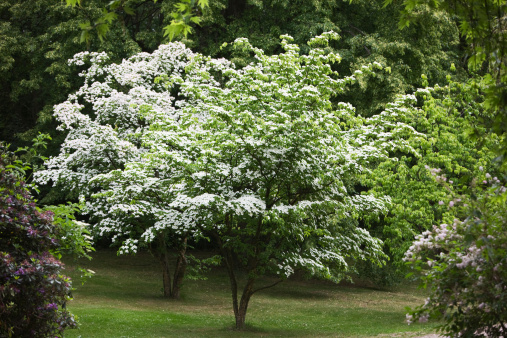 Two Kousa Dogwood trees, Cornus Kousa, Japanese Flowering Dogwood, in a park