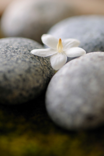 close up of a white flower resting on several stones, creating soothing mood.