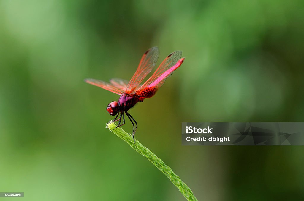 red Libelle - Lizenzfrei Einzelner Gegenstand Stock-Foto