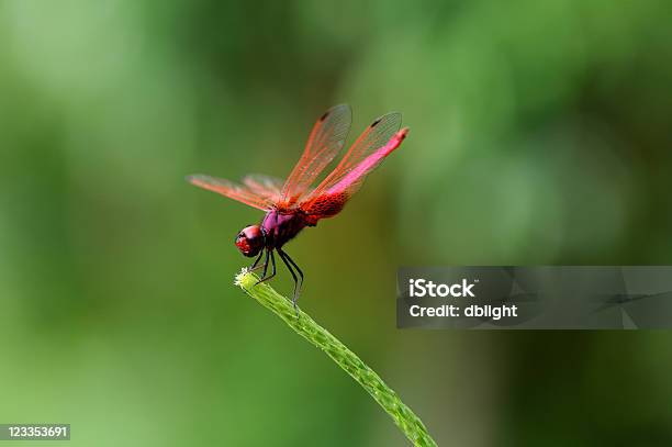 Photo libre de droit de Libellule Rouge banque d'images et plus d'images libres de droit de Aile d'animal - Aile d'animal, Ailes déployées, Atterrir