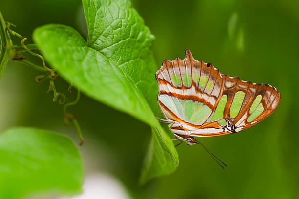 motyl malachite, siproeta stelenes - malachite butterfly zdjęcia i obrazy z banku zdjęć