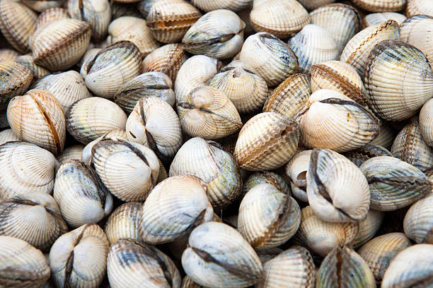 istock fresh cockles (cerastoderma edule) on a fish market 123356010