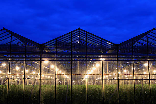assimilation lights in a greenhouse to stimulate the growth of the plants