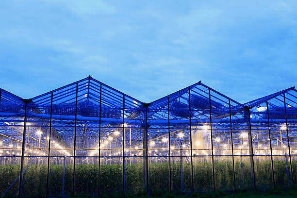 istock assimilation lights in a greenhouse 123356147