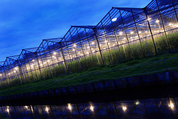 istock assimilation lights in a greenhouse 123356249