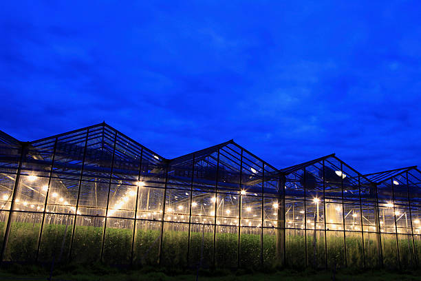 istock assimilation lights in a greenhouse 123356321