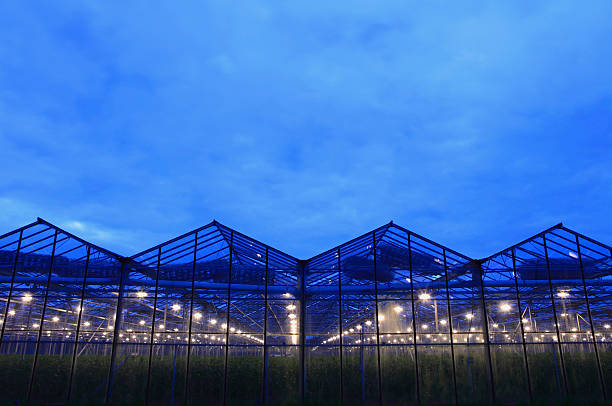 istock assimilation lights in a greenhouse 123356327