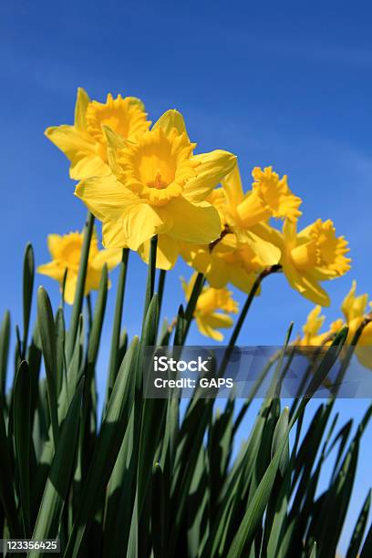 Daffodils In Piena Fioritura Contro Un Cielo Azzurro - Fotografie stock e altre immagini di Cielo