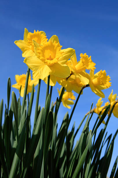 istock daffodils in full bloom against a clear blue sky 123356425