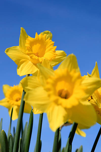 istock group of yellow daffodils in full bloom 123356474