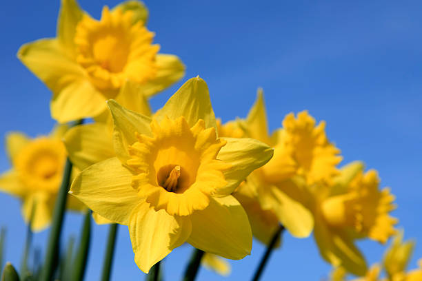 istock group of yellow daffodils in full bloom 123356476