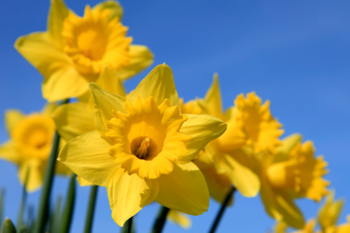group of yellow daffodils in full bloom against a clear blue sky